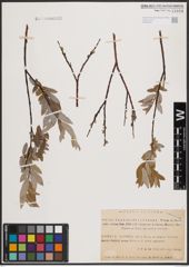 Foto von Salix daphnoides Vill. x Salix repens L.